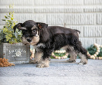 Small #2 Schnauzer (Miniature)