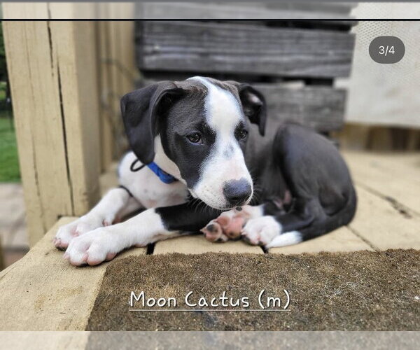Medium Photo #15 Mutt Puppy For Sale in Wenonah, NJ, USA