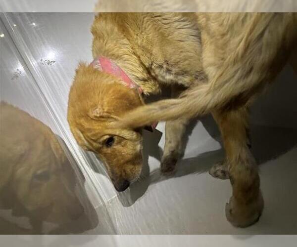 Medium Photo #1 Golden Retriever Puppy For Sale in Houston, TX, USA