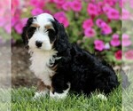 Image preview for Ad Listing. Nickname: Alexa