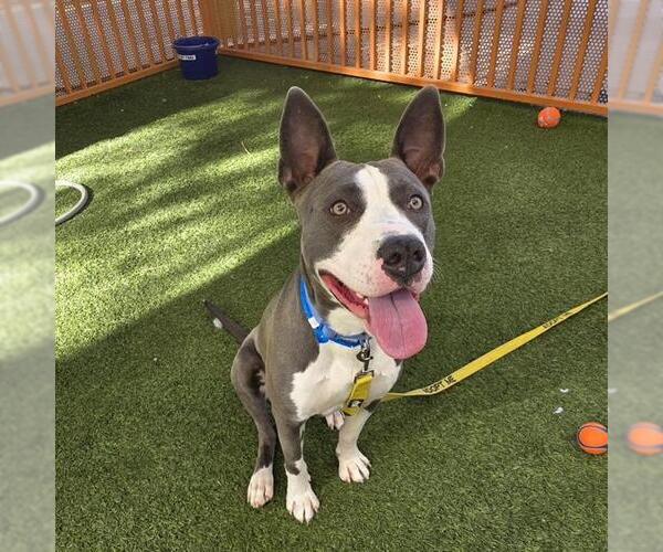 Medium Photo #2 American Pit Bull Terrier-Unknown Mix Puppy For Sale in Las Vegas, NV, USA