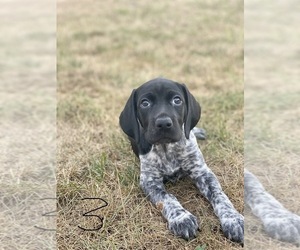 German Shorthaired Pointer Puppy for sale in LEWISBURG, PA, USA
