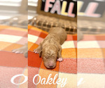 Small #1 Goldendoodle