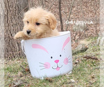 Small Photo #3 Goldendoodle Puppy For Sale in MILFORD, MI, USA