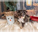 Puppy Lola Chihuahua
