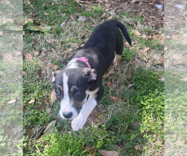 Medium Photo #1 Mutt Puppy For Sale in Mobile, AL, USA