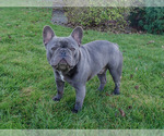 Small Photo #10 French Bulldog Puppy For Sale in MARYSVILLE, WA, USA