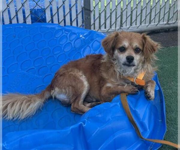 Medium Photo #2 Chihuahua Puppy For Sale in Redlands, CA, USA