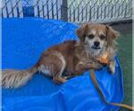 Small #1 Chihuahua