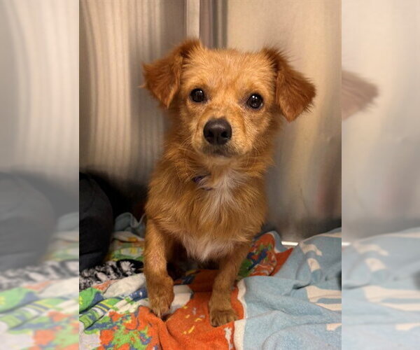 Medium Photo #1 Chihuahua-Unknown Mix Puppy For Sale in Naples, FL, USA