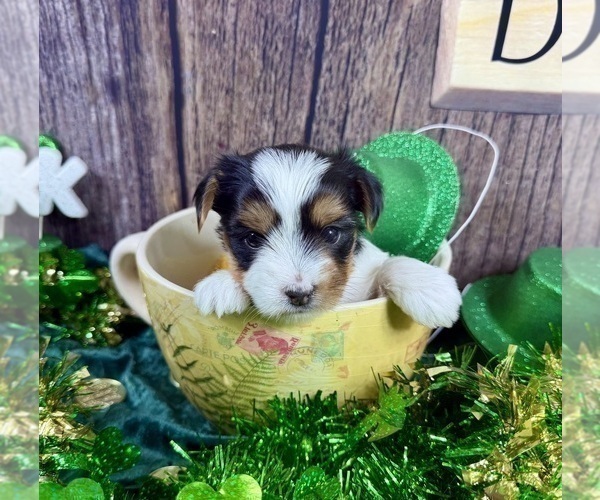 Medium Photo #16 Morkie Puppy For Sale in CASSVILLE, MO, USA