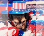 Small Photo #6 Yorkshire Terrier Puppy For Sale in AKRON, OH, USA