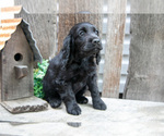 Puppy Nellie Cocker Spaniel
