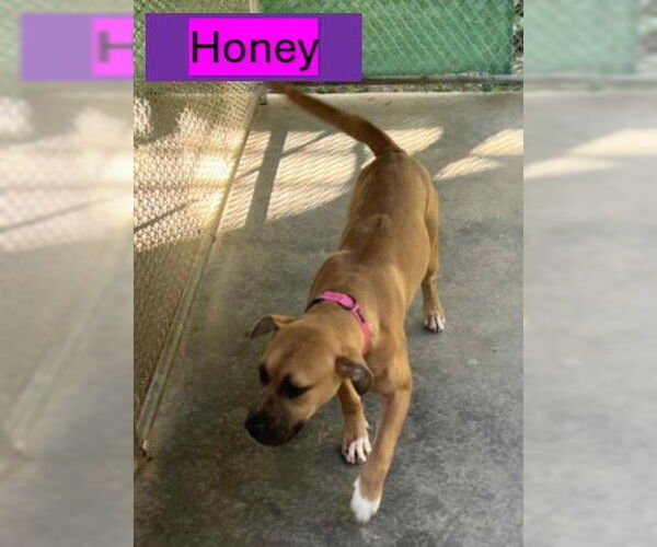 Medium Photo #9 Black Mouth Cur-Unknown Mix Puppy For Sale in Sheboygan, WI, USA