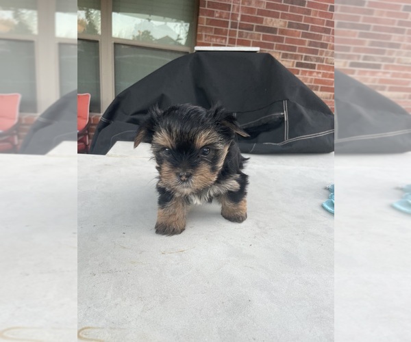 Medium Photo #12 Yorkshire Terrier Puppy For Sale in RICHMOND, TX, USA