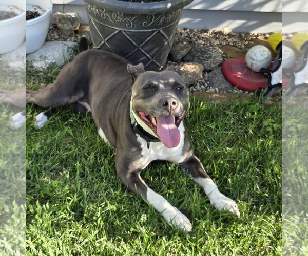 Medium Photo #3 Mutt Puppy For Sale in Fargo, ND, USA