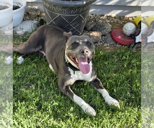 Gayle - Female Mutt Dog for Adoption - Photo #3