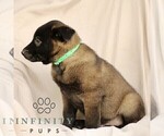 Small #4 Belgian Malinois