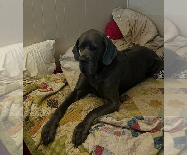Medium Photo #40 Great Dane Puppy For Sale in SAND SPRINGS, OK, USA
