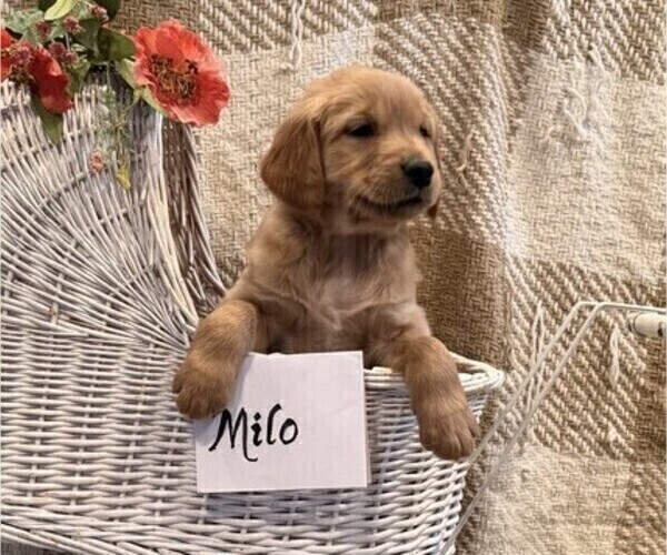 Medium Photo #1 Golden Retriever Puppy For Sale in OWEN, WI, USA
