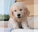 Small #9 Golden Retriever
