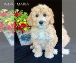 Puppy Maria Australian Labradoodle