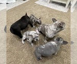 Small Photo #19 French Bulldog Puppy For Sale in GIG HARBOR, WA, USA