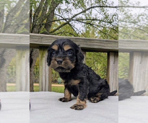 Medium Photo #2 Cock-A-Poo Puppy For Sale in SALEM, MO, USA
