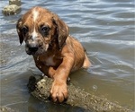 Small #2 Boxer-Poodle (Standard) Mix