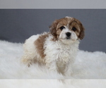 Puppy Winterfell Cavapoo