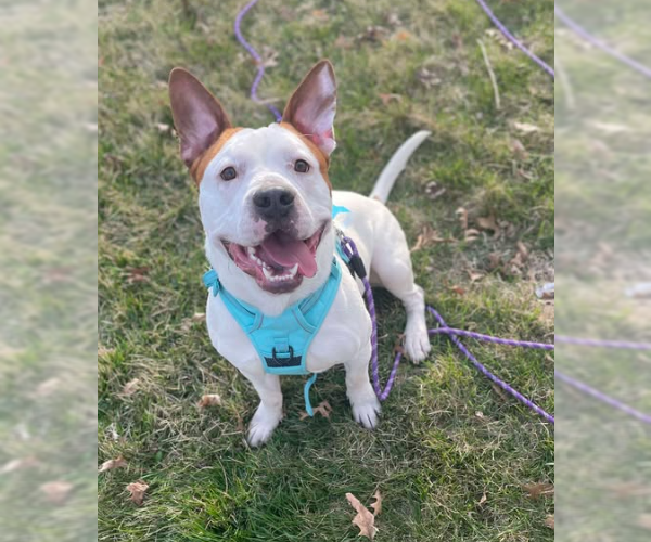 Medium Photo #1 Bullypit Puppy For Sale in Coralville, IA, USA