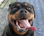 Small #1 Rottweiler