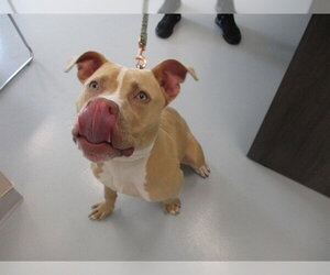 American Pit Bull Terrier Dogs for adoption in Ocala, FL, USA