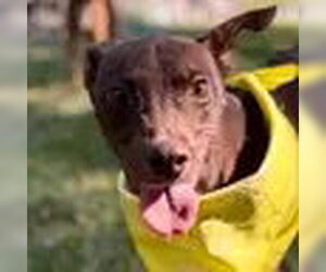 Chipin Dogs for adoption in Bristol, CT, USA