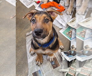 Mutt Dogs for adoption in House Springs, MO, USA