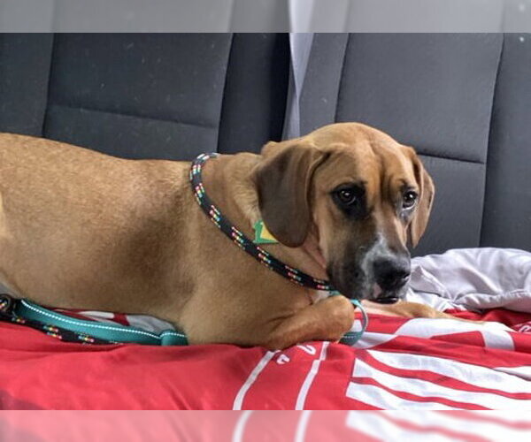 Medium Photo #7 Boxer-Unknown Mix Puppy For Sale in Burnsville, MN, USA