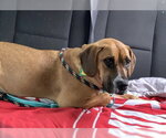 Small #6 Boxer Mix