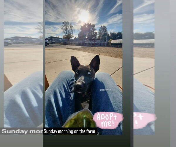 Medium Photo #6 Holland Shepherd-Unknown Mix Puppy For Sale in San Juan Capistrano, CA, USA