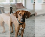 Litter of 7 - Male(s) and Female(s) Rhodesian RidgebackLitter of Puppies for Sale - Photo #2