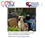 Small Photo #2 Anatolian Shepherd-Great Pyrenees Mix Puppy For Sale in Lillian, TX, USA