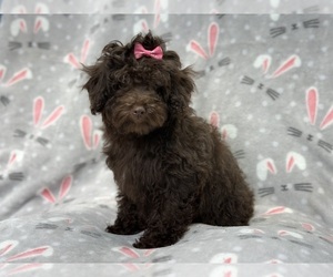Cavapoo Puppy for sale in LAKELAND, FL, USA