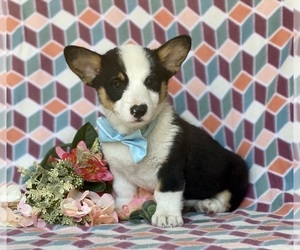 Pembroke Welsh Corgi Puppy for sale in LANCASTER, PA, USA