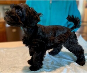 Schnoodle (Miniature) Puppy for sale in GOODE, VA, USA