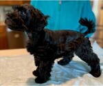 Small Schnoodle (Miniature)