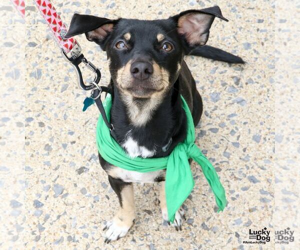 Medium Photo #8 Chihuahua-Unknown Mix Puppy For Sale in Washington, DC, USA