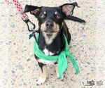 Small #7 Chihuahua Mix