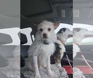 Chihuahua-Unknown Mix Dogs for adoption in Columbus, IN, USA