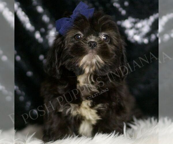 Medium Photo #4 Shih Tzu Puppy For Sale in WARSAW, IN, USA