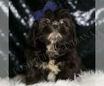 Small #3 Shih Tzu