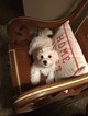 Small Photo #3 Coton Tzu Puppy For Sale in BROGUEVILLE, PA, USA